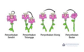 Hasil gambar untuk macam penyerbukan